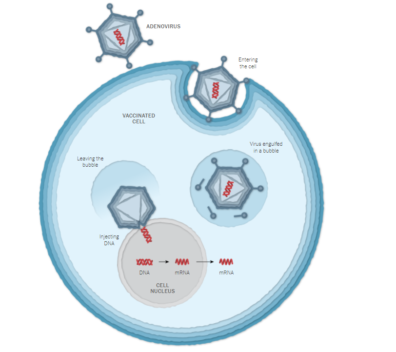 How viral vector vaccines work; source- NY Times